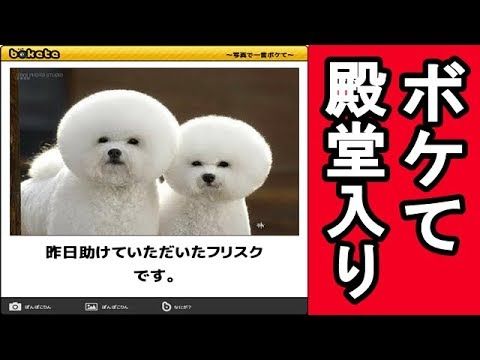 犬猫動画 ボケて殿堂入り 最新可愛い犬爆笑面白画像集まとめ 長さ 5 32 犬猫おもしろ動画まとめ