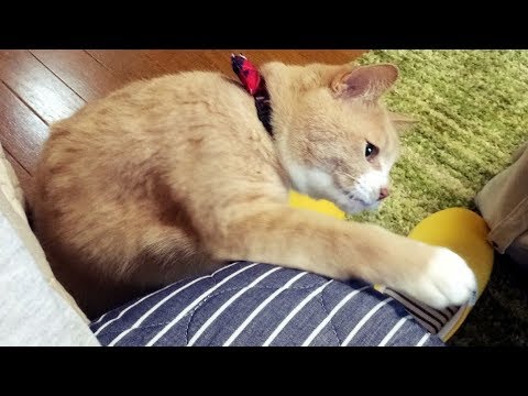 【犬猫動画】♀猫こむぎの尻尾で遊ぶ♂猫だいずが痛い目に😆  - 長さ: 1:16。