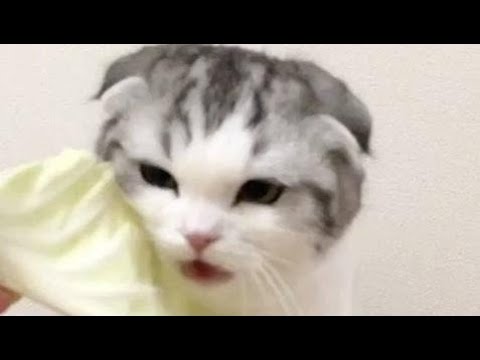 犬猫動画 猫 かわいい 猫 おもしろ 最も面白い猫の動画 17 10 長さ 4 11 犬猫おもしろ動画まとめ