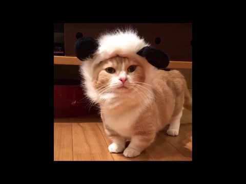 犬猫動画 可愛い おもしろい猫マンチカン の動画 長さ 8 51 犬猫おもしろ動画まとめ