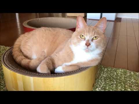 【犬猫動画】猫壱 バリバリボウルで寛ぐ♂猫だいず  - 長さ: 1:27。