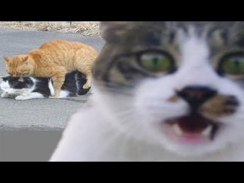 犬猫動画 ジワジワ来るww ネコのおもしろ画像集 おもしろ可愛い猫のまとめ 疲れた時にどうぞ 腹筋崩壊 長さ 11 56 犬猫 おもしろ動画まとめ