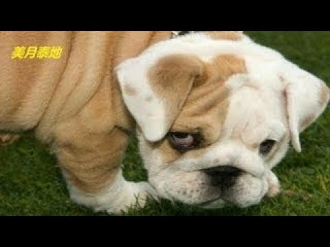 【犬猫動画】「絶対笑う」最高におもしろ犬,猫,動物のハプニング, 失敗画像集 #50  - 長さ: 30:48。