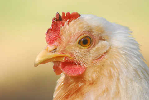 chicken_face_14906852_by_stockproject1-d34cxrf