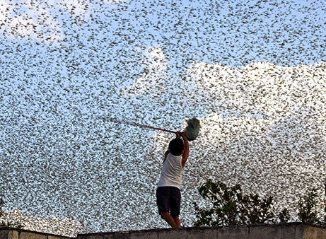 090130-04-swarm-theory-desert-locusts-461