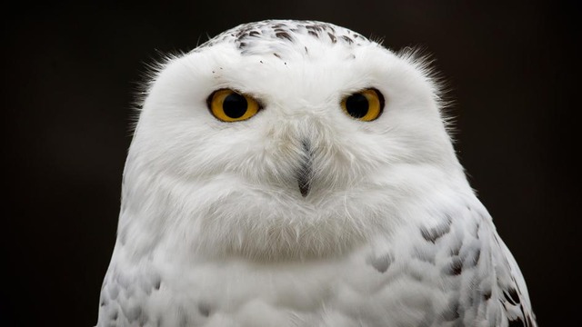 snowy-owl-closeup.adapt.945.1