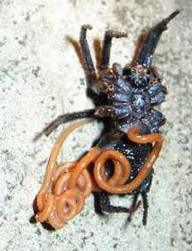 mermithid_worm_spider_2