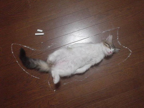Dead-cat