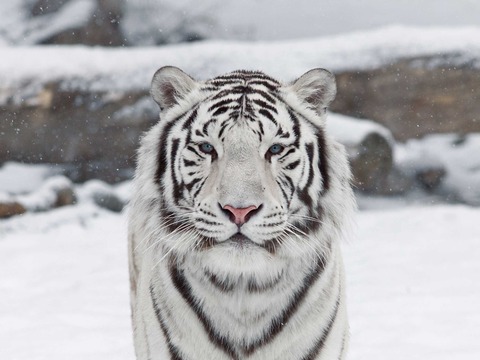 Nice-White-Tiger
