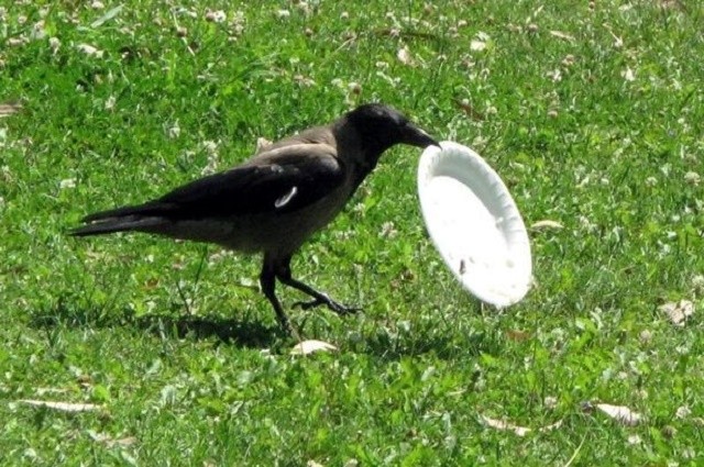 0_Intelligent-crows-to-pick-up-litter-at-French-theme-park