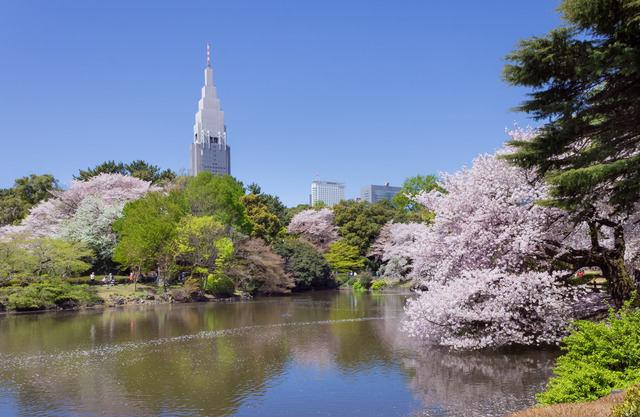 Shinjuku_Gyoen_National_Garden_-_sakura_3
