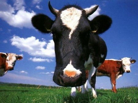 8312c95bdda7c05ba81ce928961dc6d8--funny-animals-farm-animals