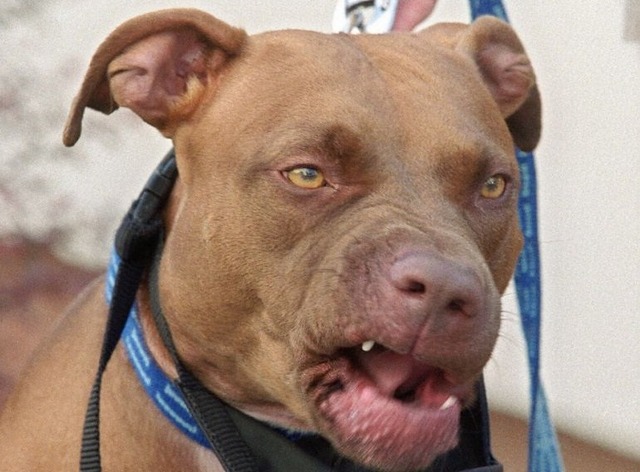 pit_bulls