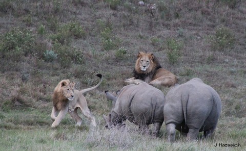 lions-with-rhinos-2-Jo