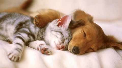 dog-cat