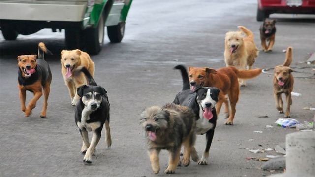 dogs