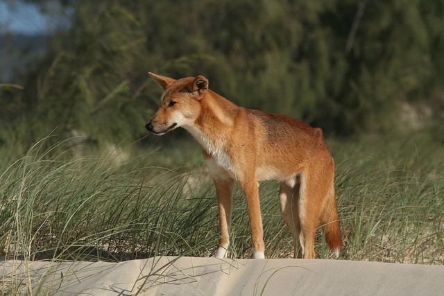1280px-Dingo_Fraser_Is