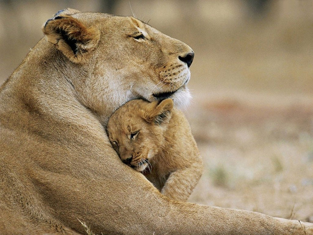 586704019-lion-cub-wallpaper