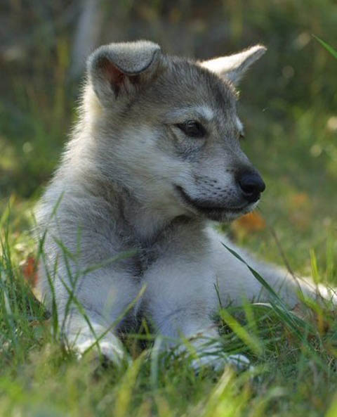 Dtamaskan
