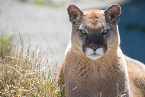 cougar-big-cat-wild-angry-grass-animal-3782-resized