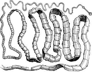 tapeworm_15007_sm