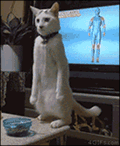 Gato