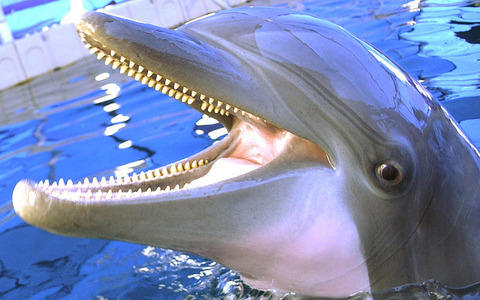 dolphin