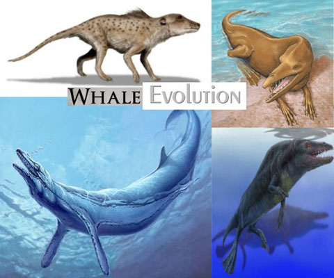Whale-evolution
