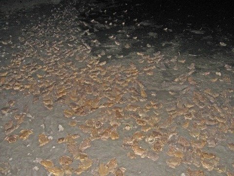 toadaggregation500