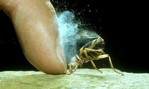 beetle