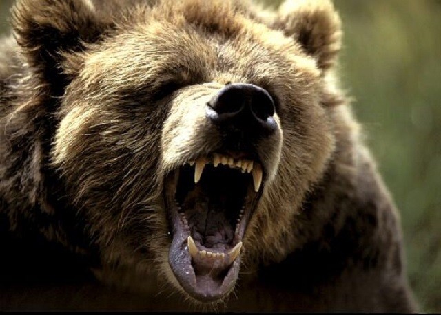 Angry-Bear