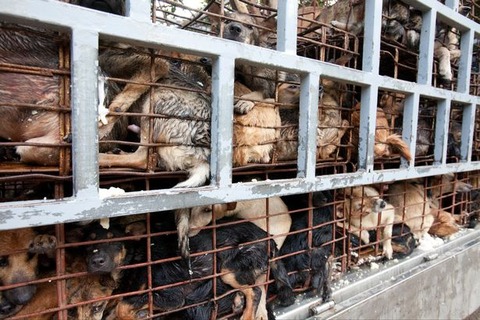Vietnam-Meat-Market