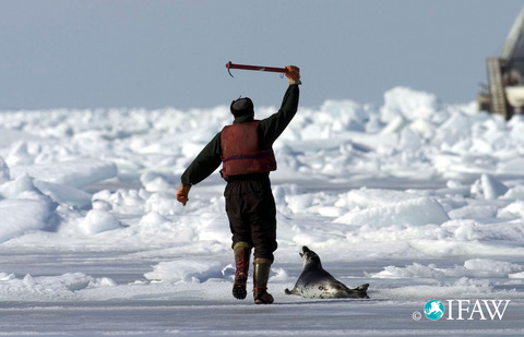 canadian-seal-hunt