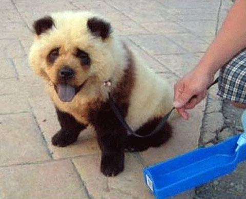 58304871-panda-dog