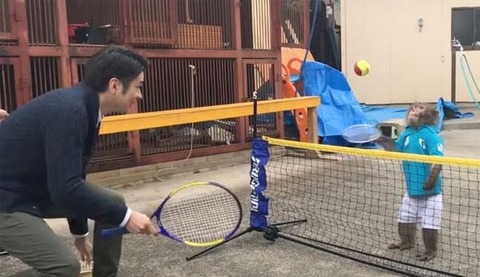monkey-plays-tennis_650x400_81492068144