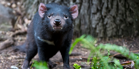tassie-devil-2Slider