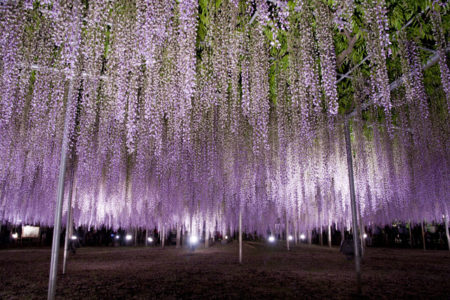 Ashikaga_Flower_Park_03
