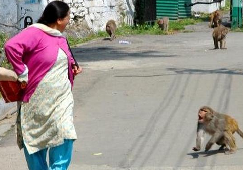 monkeys-1