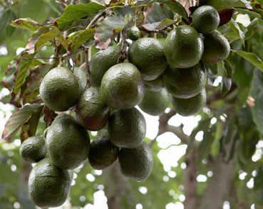 avocado