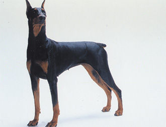 Doberman3