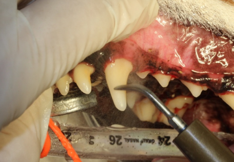 c28e1ae60642d8e5a44d5fe972ce0426-e1491551854939