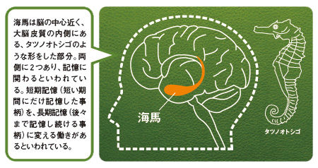04_海馬説明