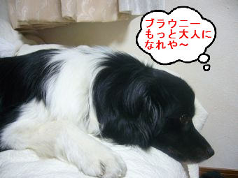 BlogPaint