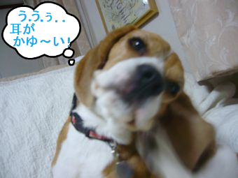 BlogPaint