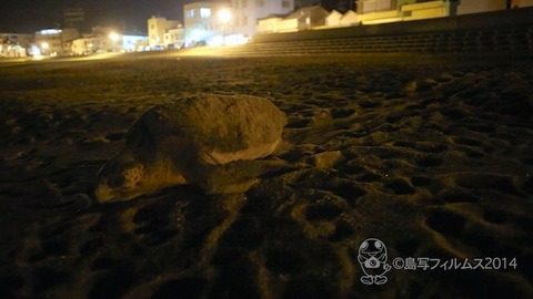 篠島ウミガメ産卵 (1)