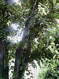 20100606151051
