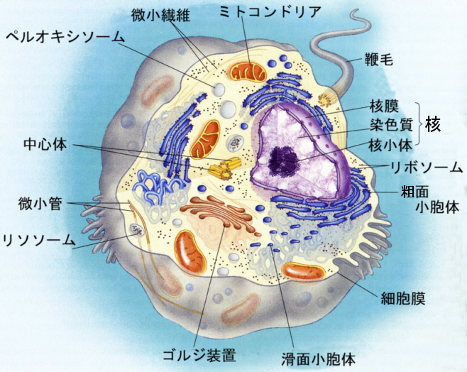 人の老化と病気 ６ ヒトの設計図 遺伝子 something great 秋田瑞穂