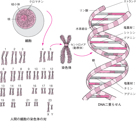 人の老化と病気 7 生命の暗号を解読せよ something great 秋田瑞穂