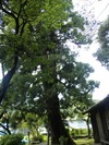逆杉