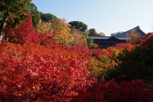 臥雲橋からの紅葉
